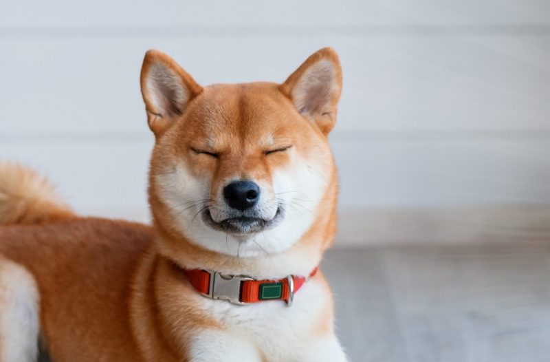 happy-calm-shiba-inu-dog-in-sunlight-2022-11-16-23-04-11-utc.jpg